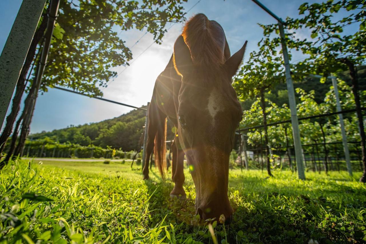Agriturismo La Pertica 科斯特曼诺 外观 照片